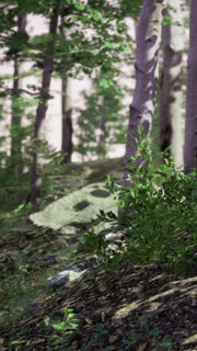 Forest scene with trees, plants and natural light in a wooded area