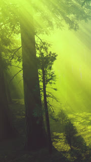 Sunlight filters through trees in a forest during morning hours