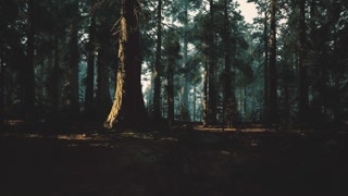 Tranquil forest scene with glowing light and peaceful atmosphere