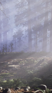 Light shines through trees in a foggy forest during morning hours