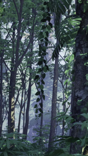 Forest scene with trees and green plants at early morning light in nature