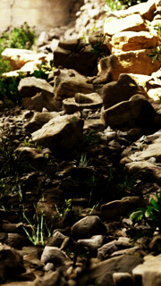 Rocks and plants on a mountain path during daylight hours in nature