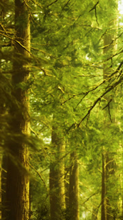 Green trees in a forest during daylight in a natural setting