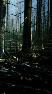 Whispers of nature in an enchanting forest at dawn