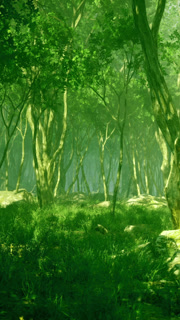 Lush green forest with vibrant trees and gentle sunlight filtering through