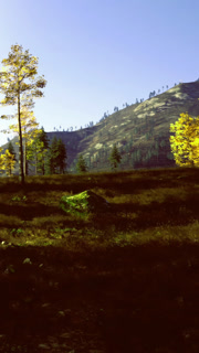 Bright sunlight shines on trees in a forest during autumn in the mountains