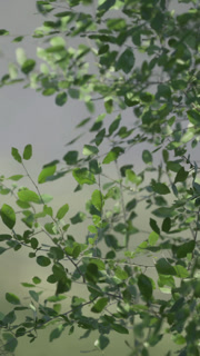 Fresh green leaves shimmer under soft sunlight in a tranquil setting