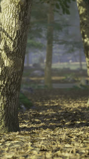 Enchanted forest path leading to a peaceful clearing in morning light