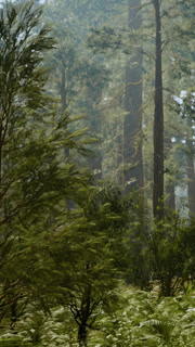 Tall tree stands in a forest with green leaves and sunlight filtering through