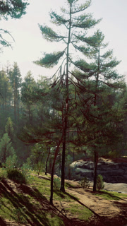 Tall trees stand in a forest on a sunny day near a rocky area