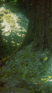 Sunlight shining through trees near forest ground in the morning