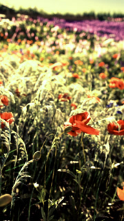 Vibrant wildflower field alive with colors under the warm sun in springtime