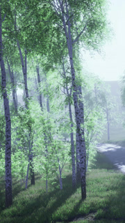 Gentle morning light dances through the misty forest along the winding path