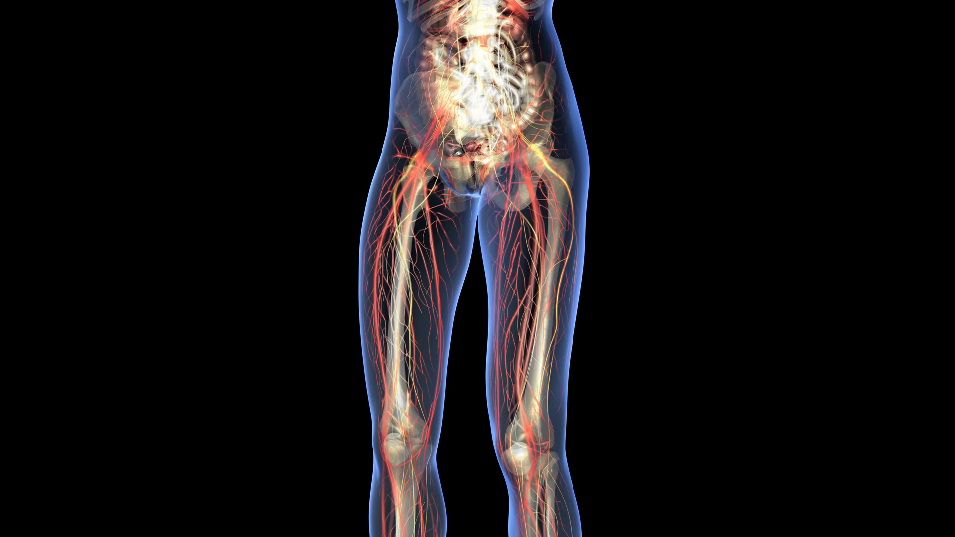 Science Anatomy Of Human Body In Xray With Stock Motion Graphics SBV