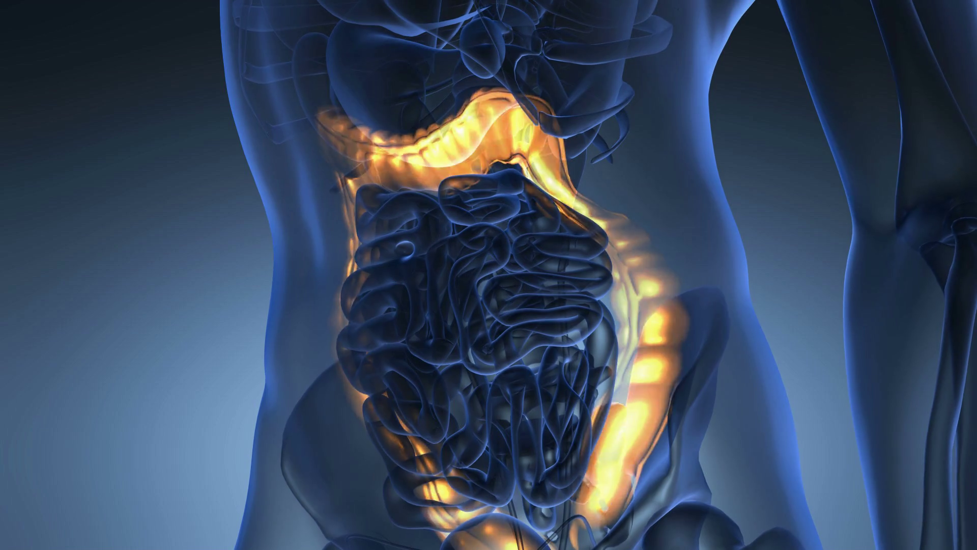 Science Anatomy Scan Of Human Colon Glowing Stock Motion Graphics SBV