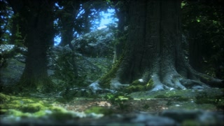 dark forest with moss and sun rays shining trough