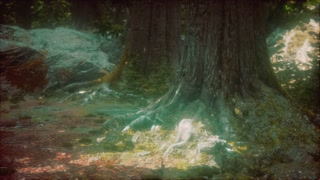 dark forest with moss and sun rays shining trough