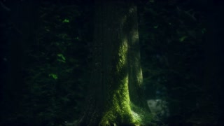 close-up green moss on tree in the forest