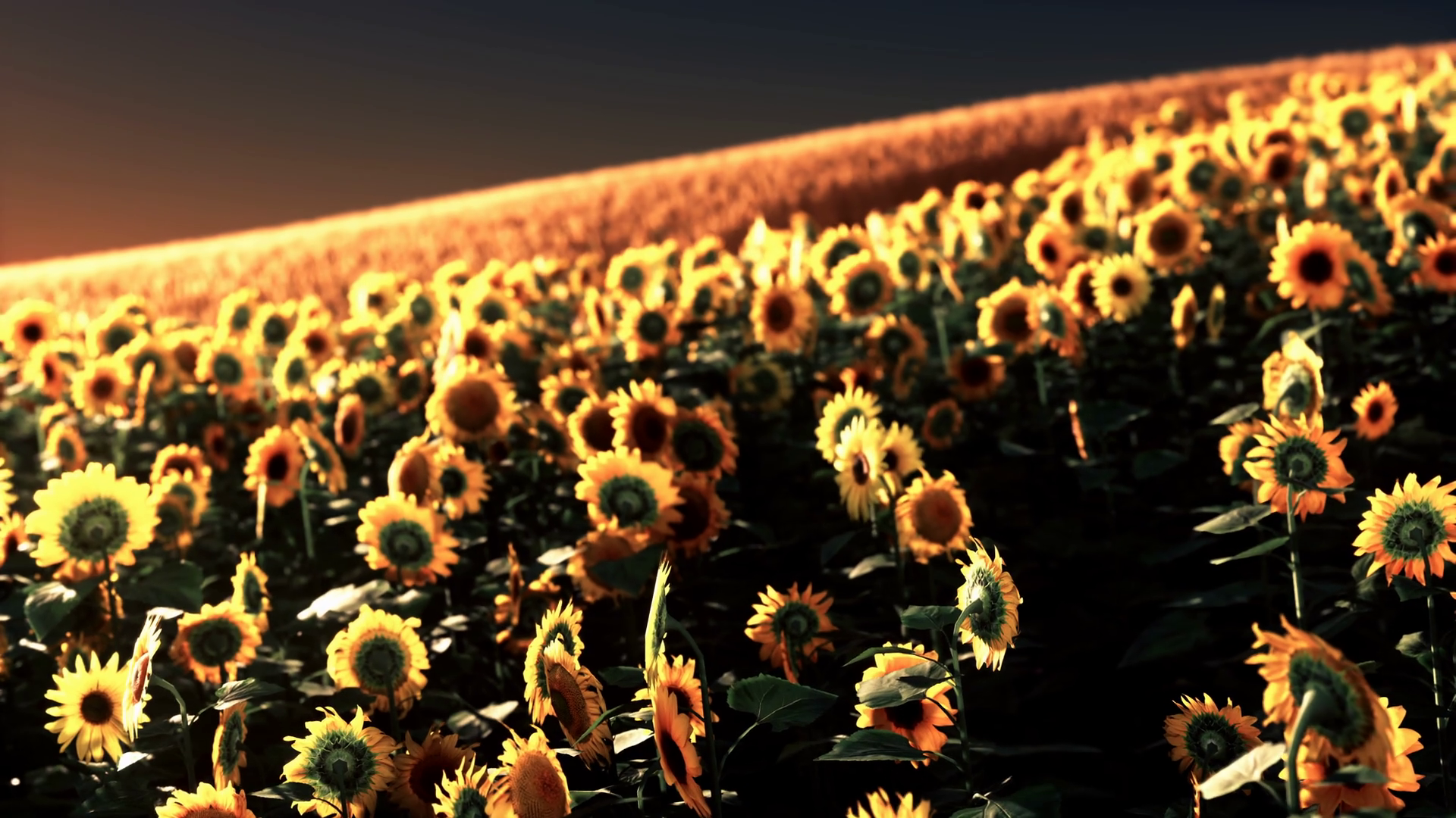 Sunflower Field At Dramatic Sunset Stock Motion Graphics SBV-347282502 ...