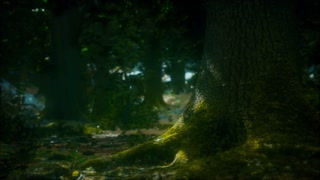 forest landscape with old trees and mossy stones