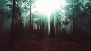 Mysterious Fairy Tale Deep Magic Forest