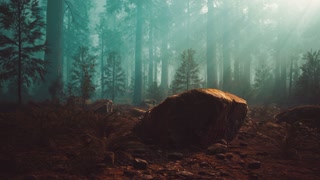 Mysterious Fairy Tale Deep Magic Forest