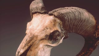 large old ram skull rotate