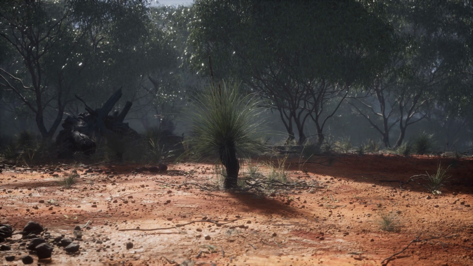 Dirt Track Through Angophora Eucalyptus Stock Motion Graphics SBV ...