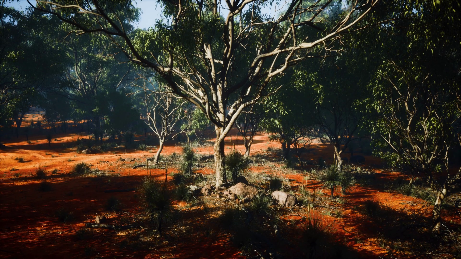 Outback Vegetation With Trees Shrubs Stock Motion Graphics SBV ...