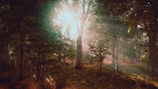 Light shining down in nature