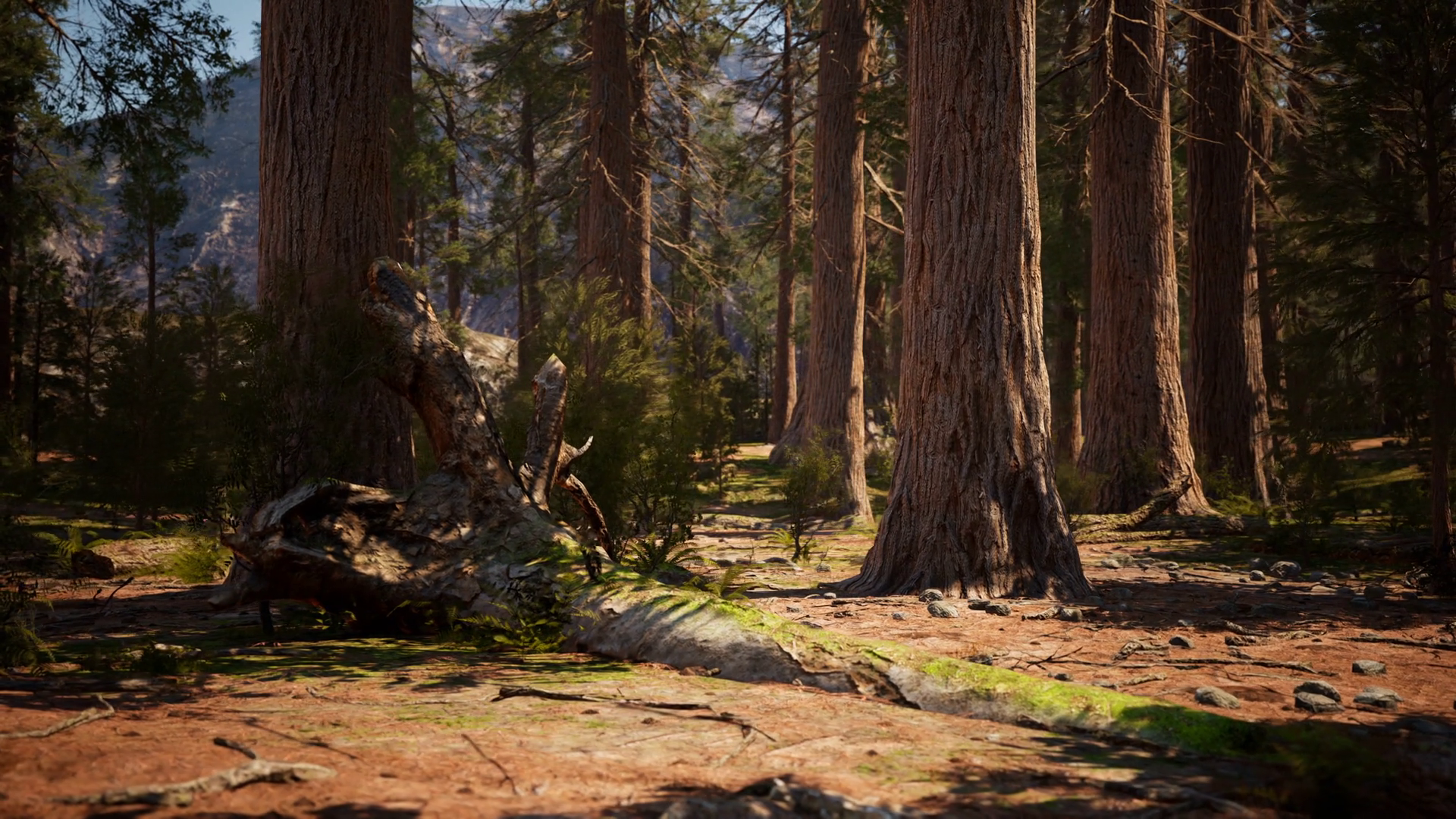 Early Morning Sunlight In Sequoias Of Stock Motion Graphics SBV ...