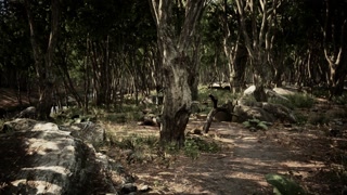 Beautiful summer forest with different trees