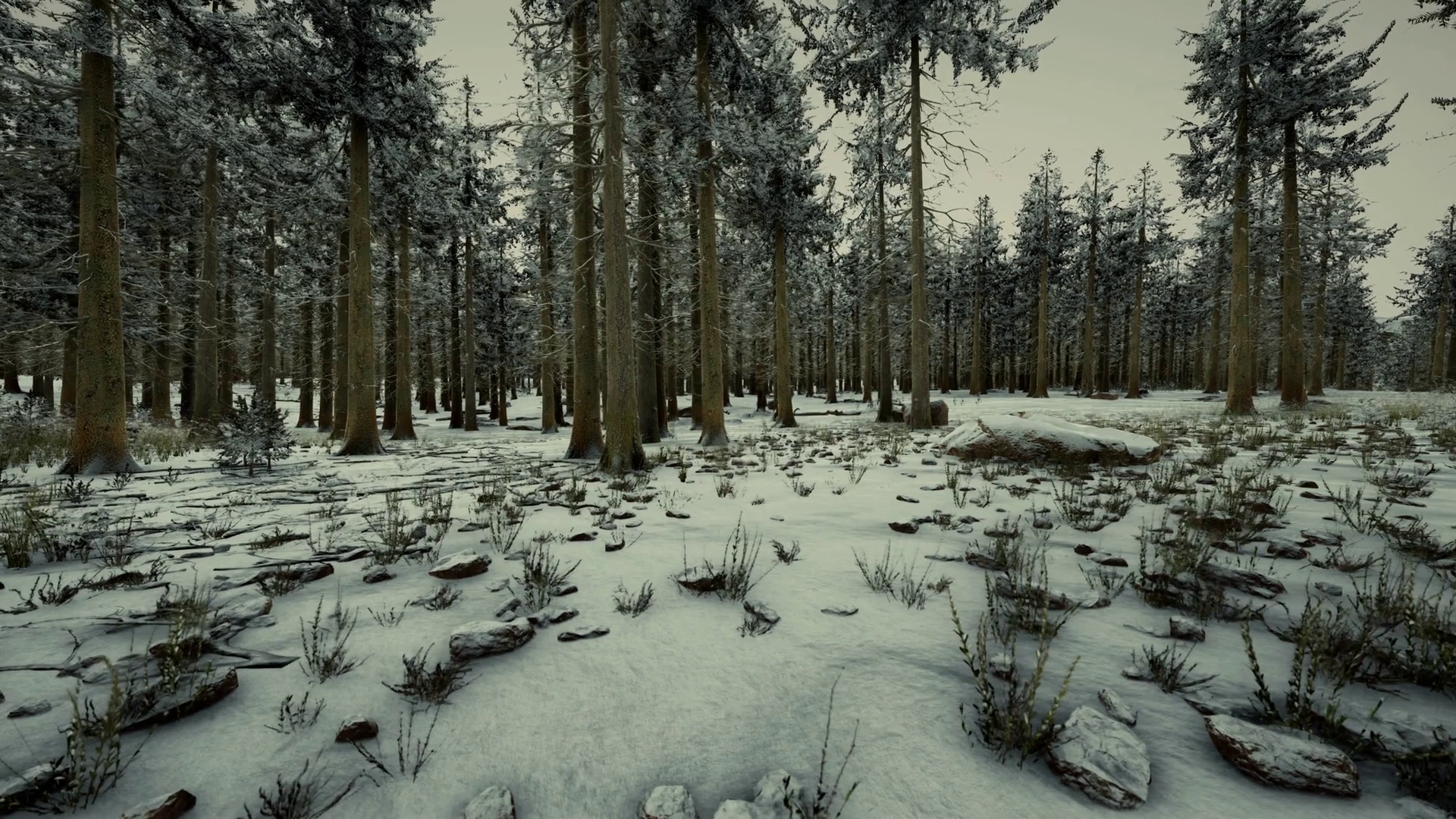 Winter In Spruce Forest Covered With White Stock Motion Graphics SBV ...