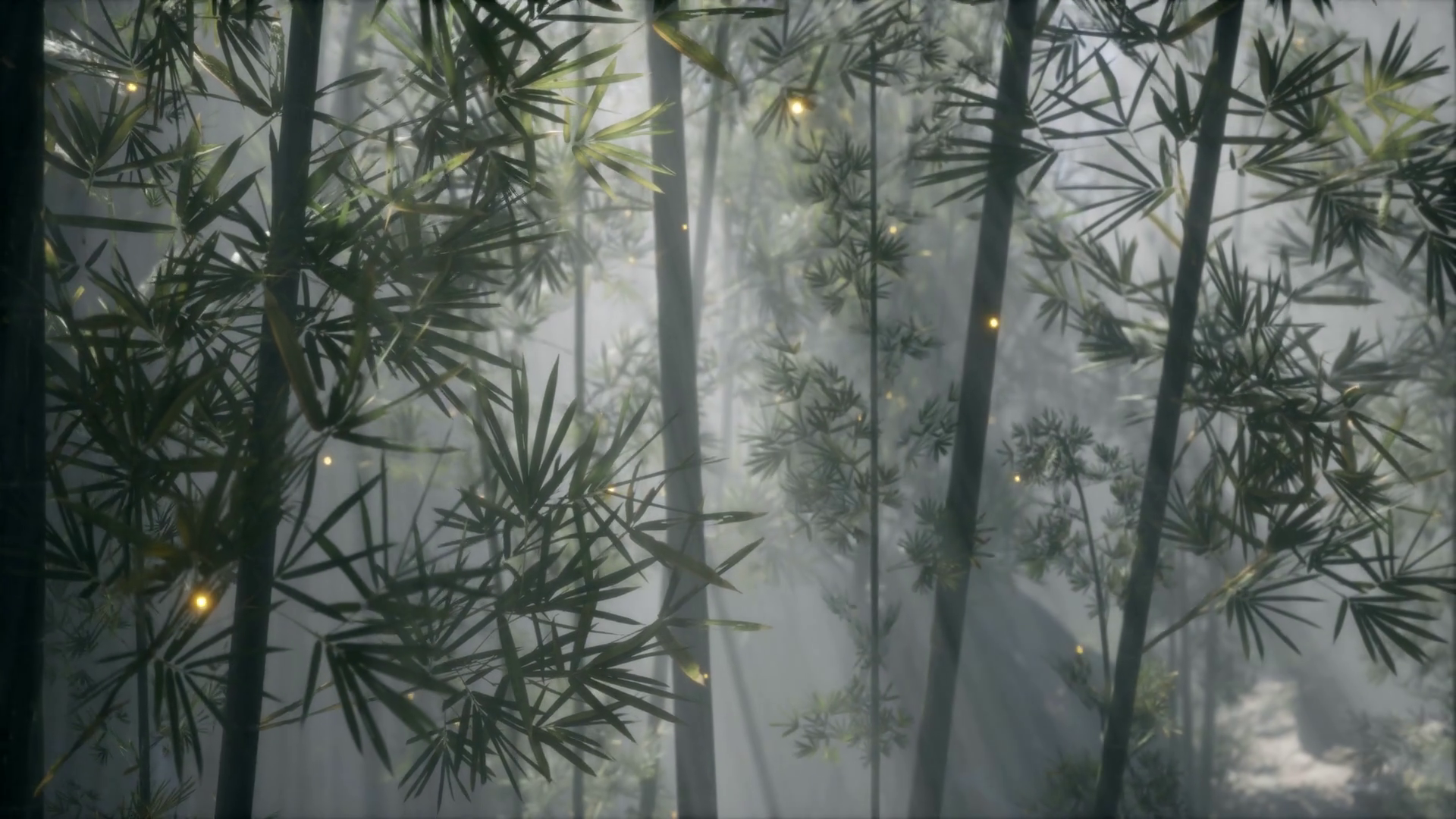 asian bamboo forest with morning fog weather Motion Background