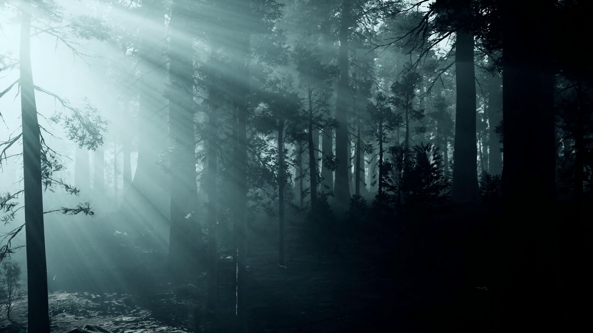 black tree trunk in a dark pine tree forest Motion Background 00:10 SBV