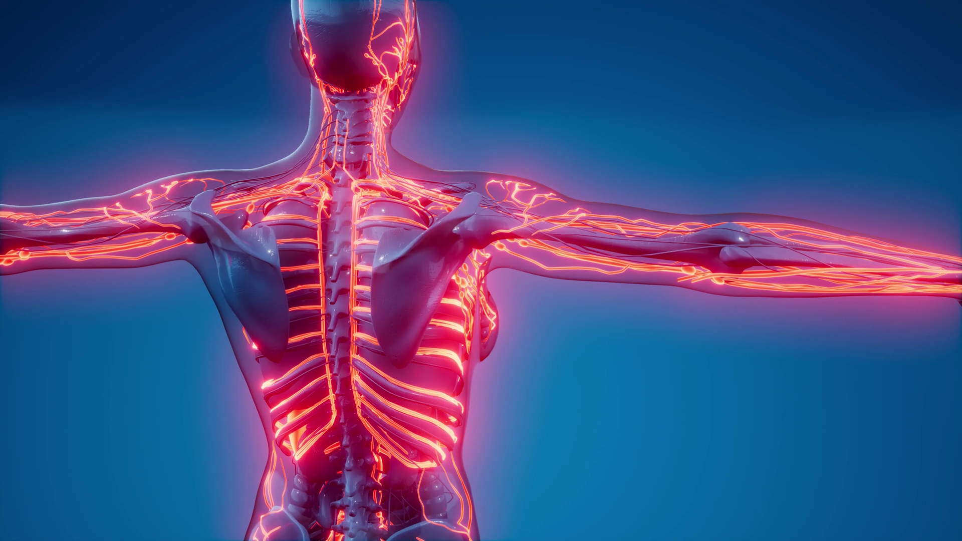 Blood Vessels Of Human Body Stock Footage SBV 334155717 Storyblocks