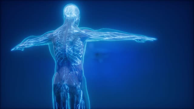 The Human Body Stock Footage: Royalty-Free Video Clips - Storyblocks
