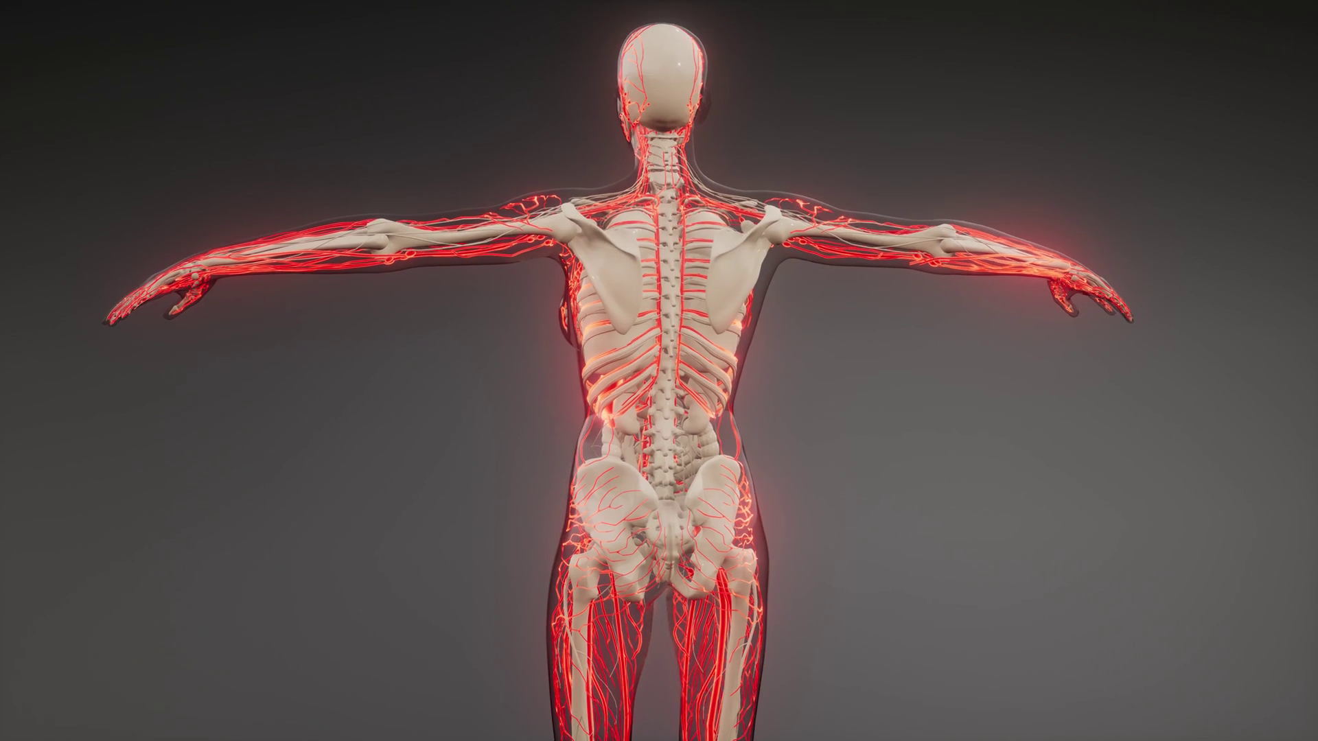 Blood Vessels of Human Body Stock Video Footage 0030 SBV332824219