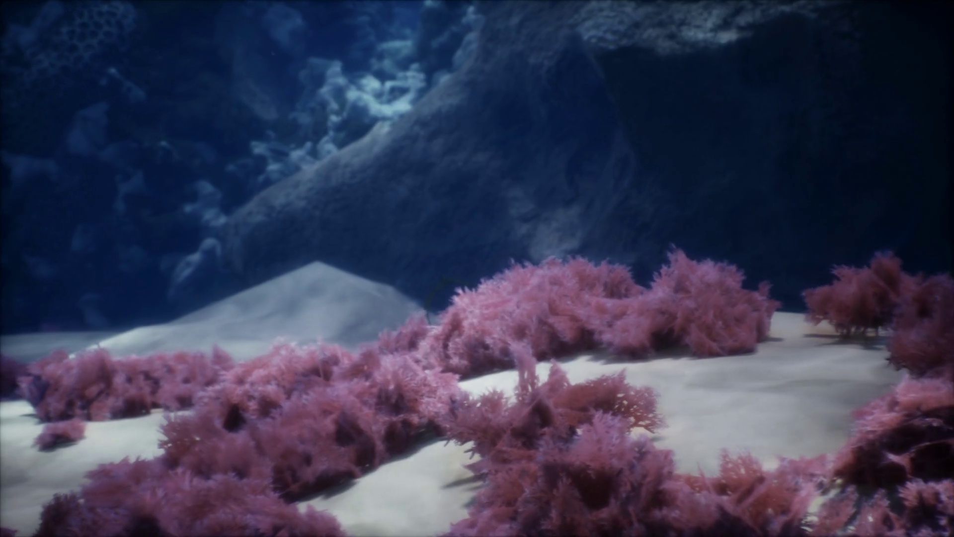 Shallow Ocean Floor With Coral Reef Fish Stock Motion Graphics SBV ...