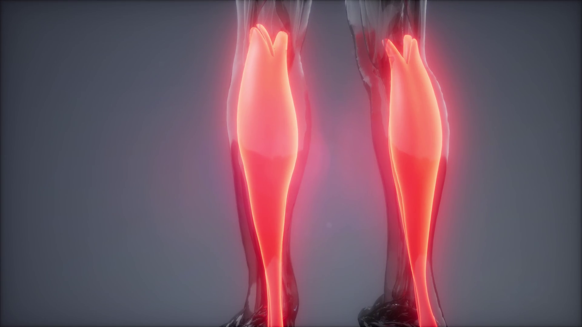 gastrocnemius- Visible muscle anatomy map Stock Video Footage - Storyblocks