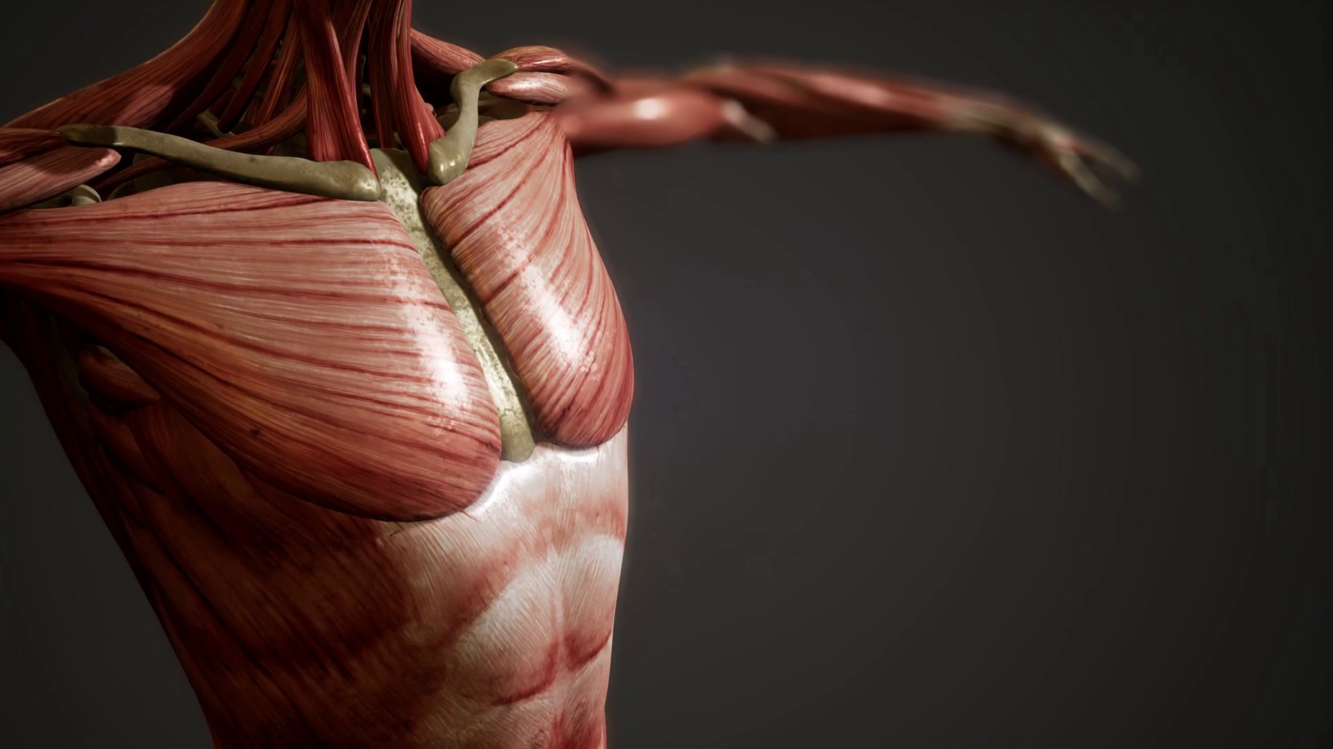 Muscular System Of Human Body Animation Stock Motion Graphics SBV ...