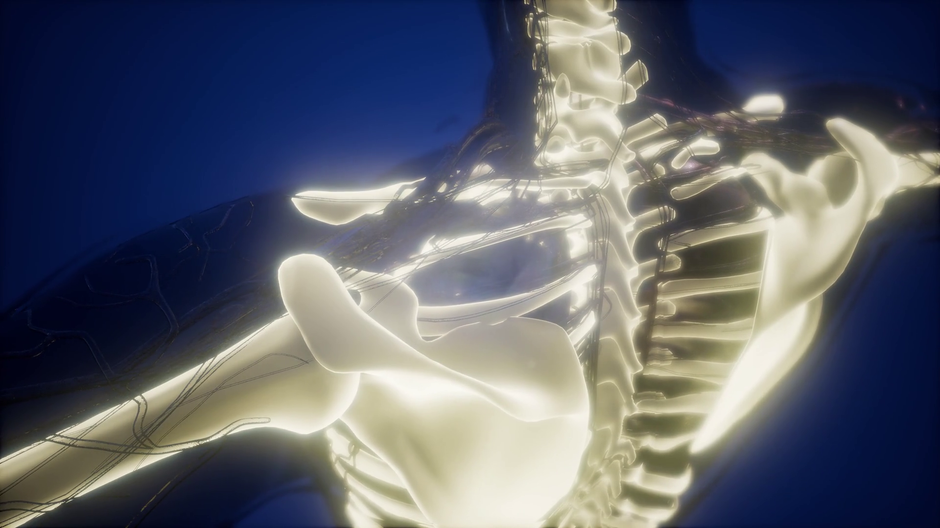 science anatomy of human body in x-ray with skeleton bones Stock Video
