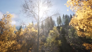 Sun Shining Through Pine Trees in Mountain Forest