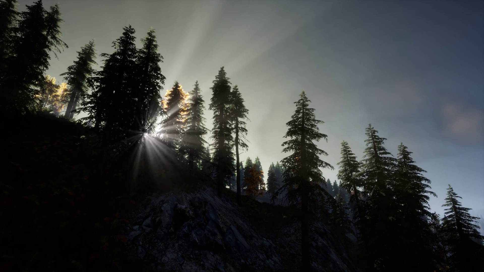 Sun Shining Through Pine Trees in Mountain Forest Motion Background