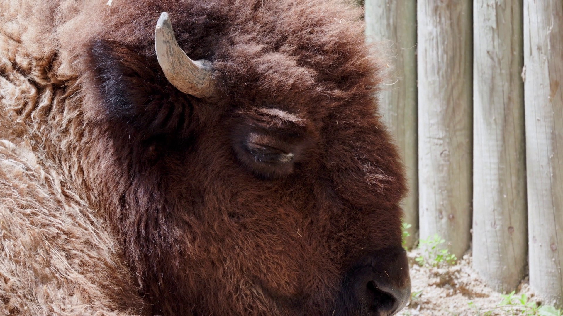Brown Bison Resting Head Near Wooden Fence Stock Footage SBV-352067699 ...