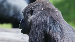 Western lowland gorilla chewing in a field