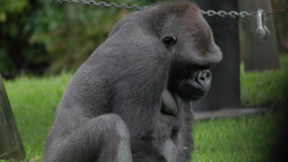 Silverback gorilla sitting on green grass