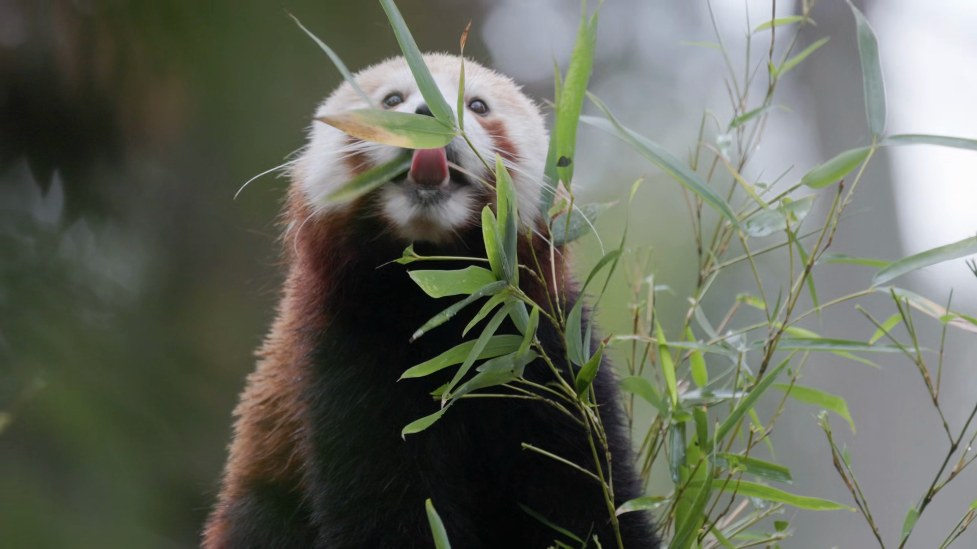Adorable Red Panda Eating Green Bamboo Leaves Stock Footage SBV ...