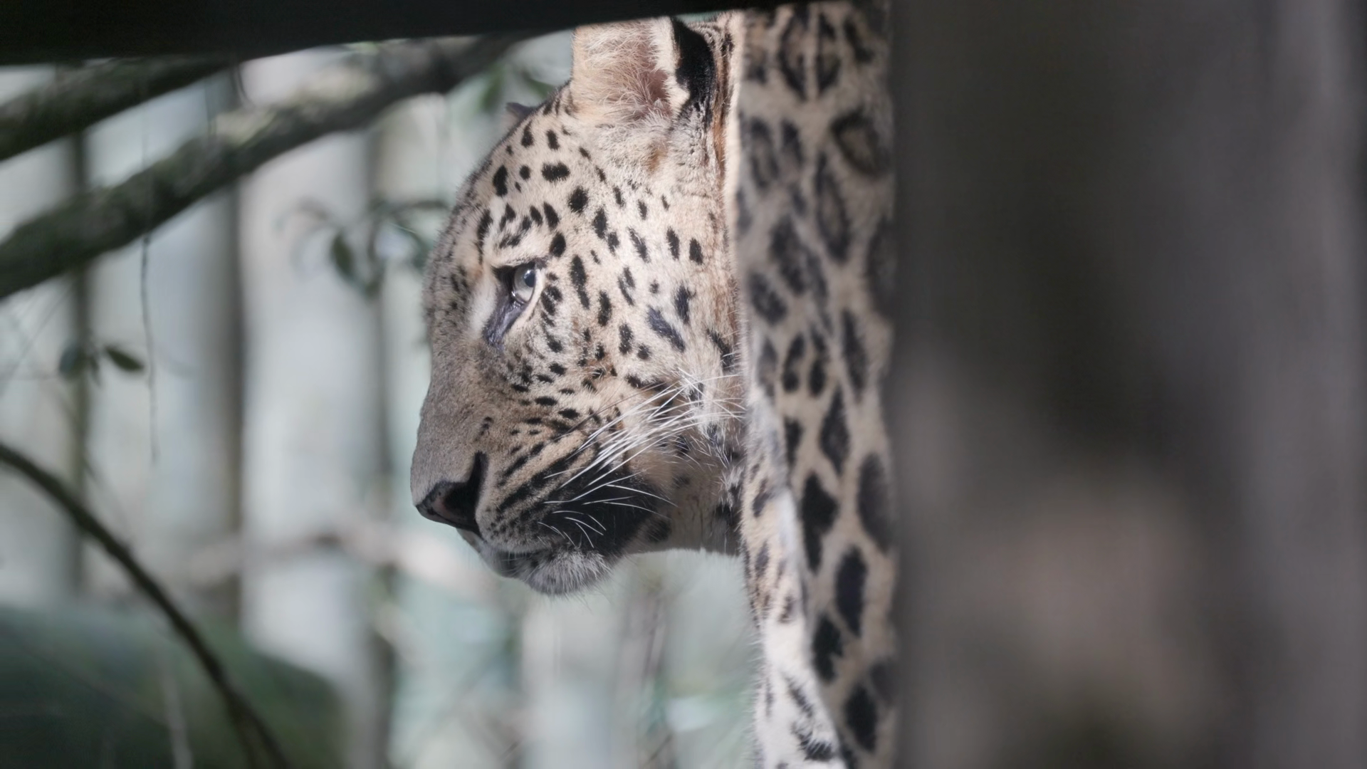 Leopard Stalking Prey In Natural Habitat Stock Footage SBV-353710697 ...