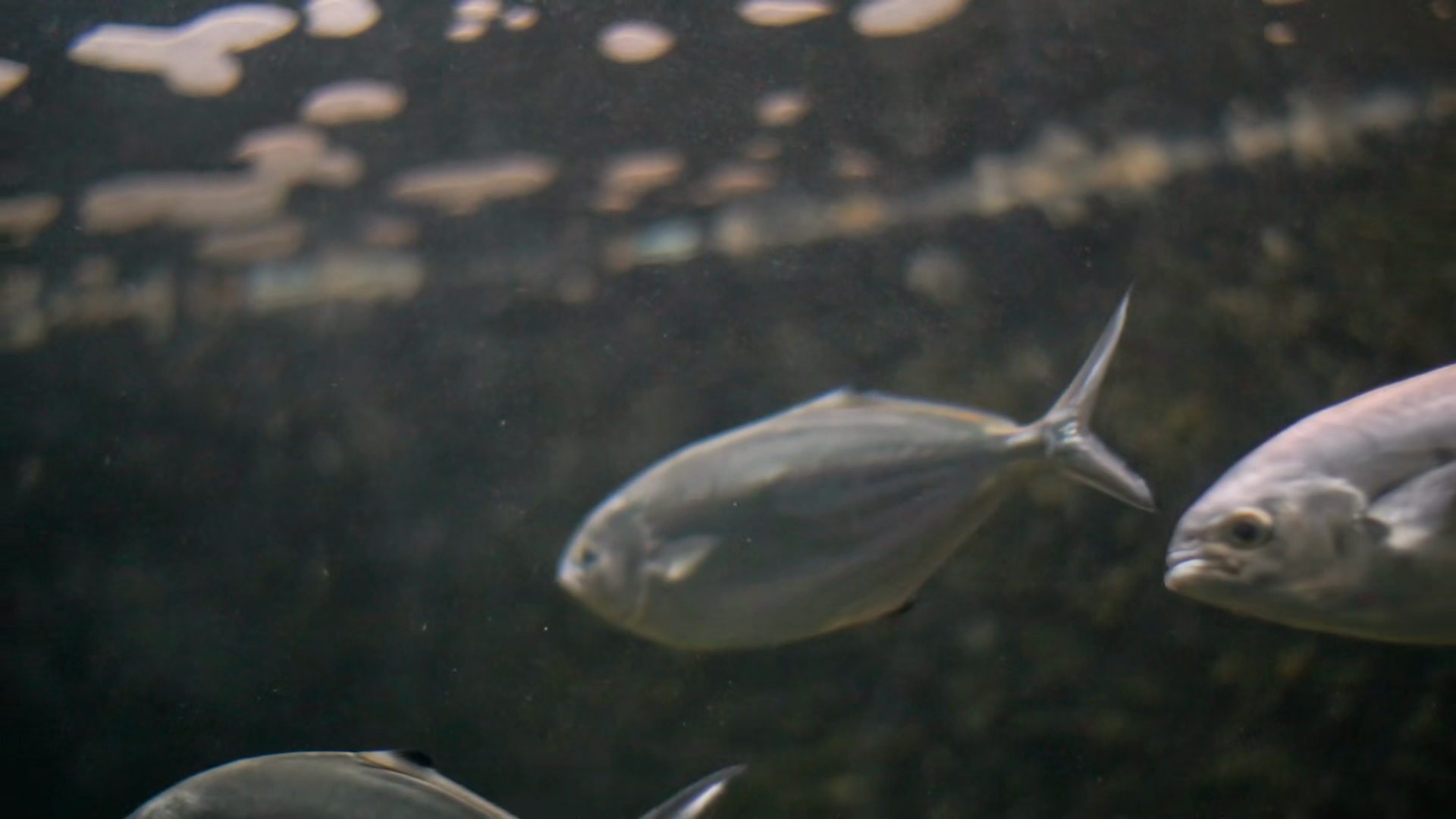 School Of Shiny Silver Fish Swimming In Stock Footage SBV-353771641 ...